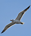 ad LBBG in Januari-April, ringed in the Netherlands. (80911 bytes)